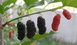 谷雨木木吃大瓜,揭秘吃大瓜的歡樂時光