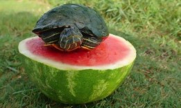 烏龜吃瓜的圖片,夏日清涼一幕