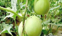 瓜樓的果實怎么吃