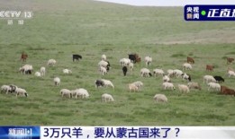 吃瓜羊崽賬號,網(wǎng)絡(luò)紅人的崛起之路