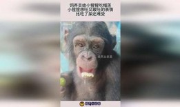 小猩猩吃瓜,小猩猩的夏日瓜果盛宴