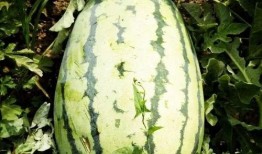 吃瓜湘潭,一場(chǎng)關(guān)于吃瓜的美食盛宴