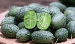 智慧的吃瓜,洞察世間百態