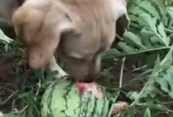 帶你吃瓜狗子吵架