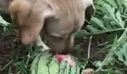 帶你吃瓜狗子吵架