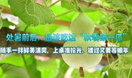 處暑后吃4瓜,四瓜助力健康生活