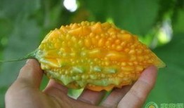 金刺瓜怎么吃,解鎖美味新體驗