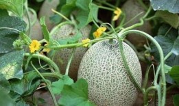 花豹吃哈密瓜,哈密瓜大餐