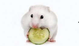 小倉鼠在吃瓜,一場(chǎng)甜蜜的味蕾之旅