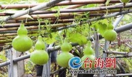 葫蘆瓜吃哪個(gè)部位,從藤蔓到籽，哪個(gè)部位最營(yíng)養(yǎng)？