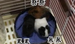 豚鼠可以吃熟瓜,熟瓜成為新寵