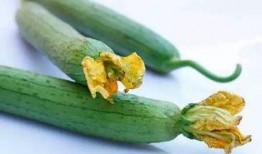 瓜葉弓怎么吃,解鎖美味新體驗(yàn)