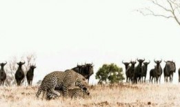 吃瓜繞口令犀牛吃瓜,趣味繞口令中的智慧與趣味