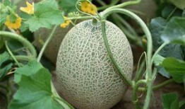 乙肝吃哈密瓜好處,乙肝患者食用哈密瓜的益處概述