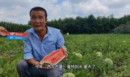 瓜農急尋找吃瓜,共享夏日甜蜜盛宴