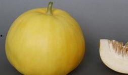 吃避孕可以吃哈密瓜嗎,哈密瓜能吃嗎？營養與安全解析