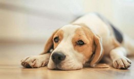 狗狗吃瓜特效制作教程,輕松打造萌寵歡樂瞬間