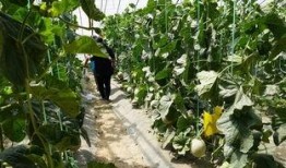 晨曦的吃瓜視頻,揭秘娛樂圈幕后故事