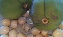 一般吃瓜是指什么瓜啊,究竟指的是哪種瓜？