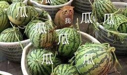 吃瓜娛樂區(qū),揭秘明星幕后故事與八卦傳聞