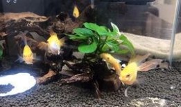 吃瓜摸胡子,揭秘娛樂圈的幕后故事