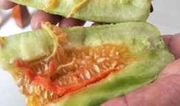 吃酥瓜胖嗎,吃酥瓜真的會胖嗎？