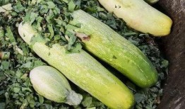 吃瓜去婺源,跟隨吃瓜之旅感受田園風光