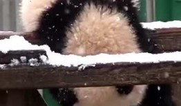 吃瓜小熊打電話(huà),揭秘娛樂(lè)圈背后的故事