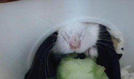 小倉鼠在吃瓜,一場(chǎng)甜蜜的味蕾之旅