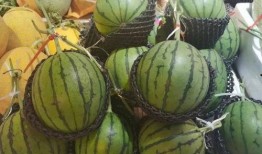 吃瓜協會海南,吃瓜協會的甜蜜瓜果之旅