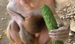 猴子吃瓜玩法,解鎖猴子吃瓜的歡樂冒險之旅