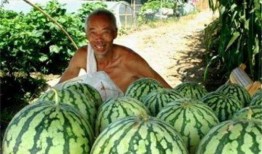 吃瓜路上吃瓜,品味人間百態(tài)