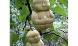 吃瓜頭像小熊,趣味吃瓜，萌態可掬的卡通形象