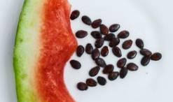 雞吃瓜的籽,探尋自然界的奇妙互動