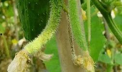 瓜葉弓怎么吃,解鎖美味新體驗(yàn)