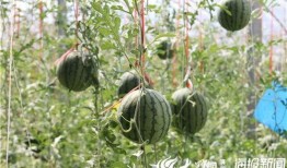 瓜哥吃瓜野生廚房視頻,揭秘幕后趣事與美食之旅