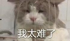 內娛吃瓜表情,揭秘娛樂圈幕后風云