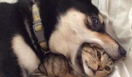 銀子二哈吃哈密瓜,銀子二哈的哈密瓜盛宴