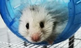 淘寶金絲熊衣服吃瓜,吃瓜群眾的新時(shí)尚潮流