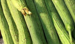 7歲吃瓜,一場關于成長的甜蜜冒險