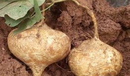 夢見自己吃生土瓜,揭秘生土瓜的神秘寓意