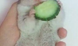 淘寶金絲熊衣服吃瓜,吃瓜群眾的新時(shí)尚潮流