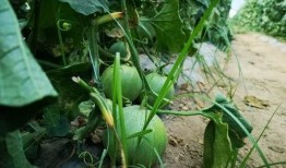 山 西吃瓜,探尋地道吃瓜文化