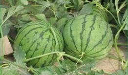 夏天吃葫蘆瓜好嗎,葫蘆瓜的清涼美味