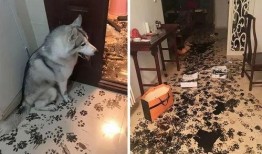 主人帶狗吃瓜視頻,萌態十足！