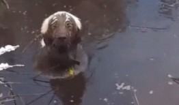 主人帶狗吃瓜視頻,萌態十足！