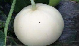 甲蟲吃梨瓜嗎,自然界的奇妙互動