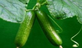 吃瓜荷蘭,揭秘荷蘭人的獨特飲食習慣與美食文化