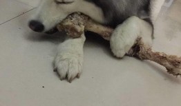 銀子二哈吃哈密瓜,銀子二哈的哈密瓜盛宴