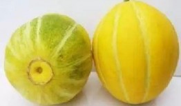 吃湖州的瓜,探尋江南瓜田里的甜蜜時光